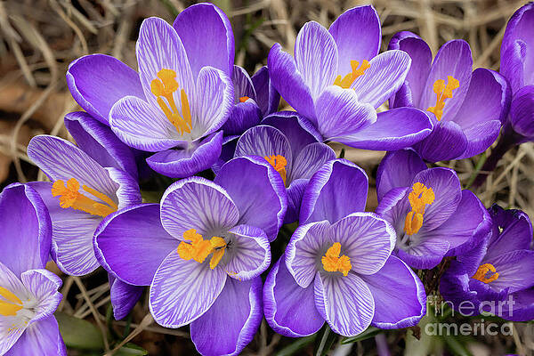 Flower Photograph - Striped Crocus by Craig A Walker