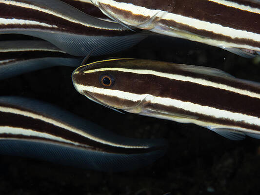Fish Photograph - Striped Eel Catfish by Brian Weber