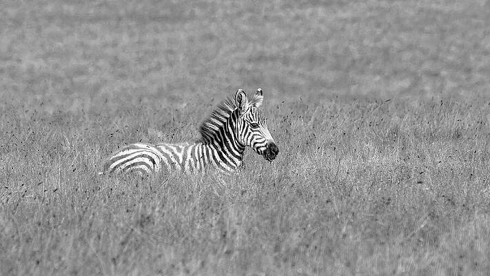 Animal Photograph - Striped Foal - Plains Zebra by KJ Swan