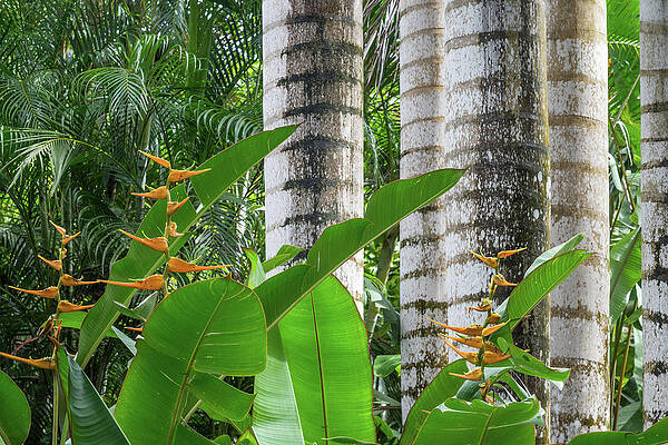 Tree Wall Art featuring the photograph Stripes by Diane Moller