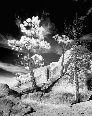 American Wall Art featuring the photograph Struggling Pines Infrared by Mike Lee