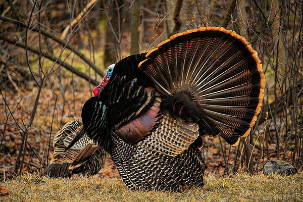 Wild Photograph - Strutting For A Hen by Dale Kauzlaric