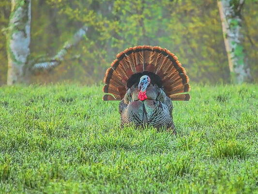 Wild Photograph - Strutting Head On In The Field by Dale Kauzlaric