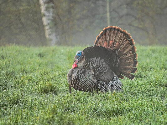 Wild Photograph - Strutting In A Foggy Field by Dale Kauzlaric