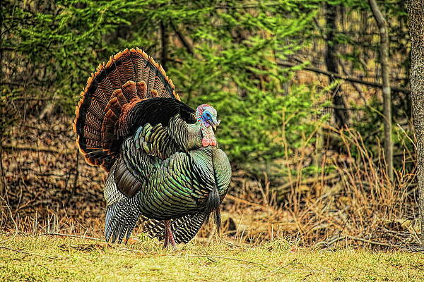 Wild Photograph - Strutting In The Pines by Dale Kauzlaric