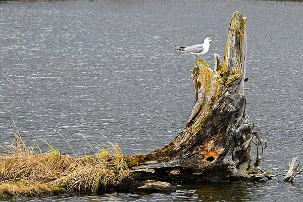 Wall Art featuring the photograph Stumped by Harry Banks