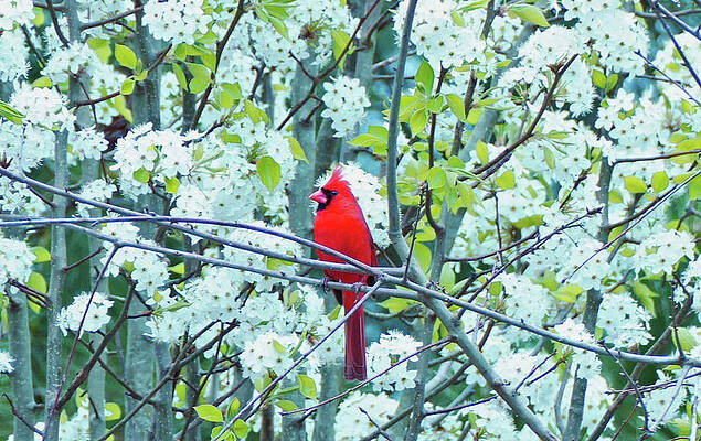 Photograph - Stunning Cardinal by Brian Hare