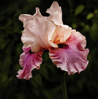 Wall Art featuring the photograph Stunning Iris by Jean Noren