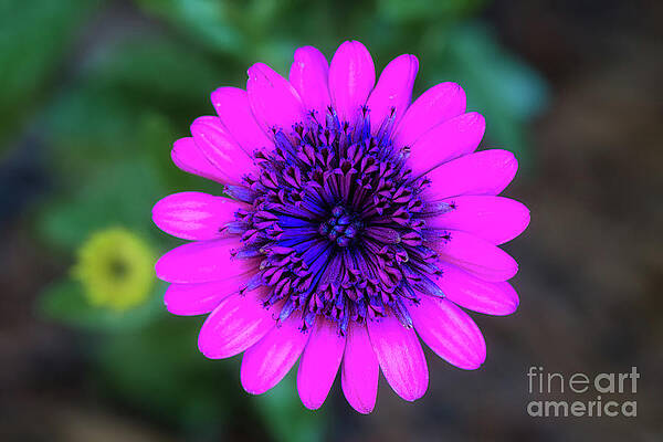 Garden Photograph - Stunning Fluorescent Fuchsia Daisy Flower by Abigail Diane Photography