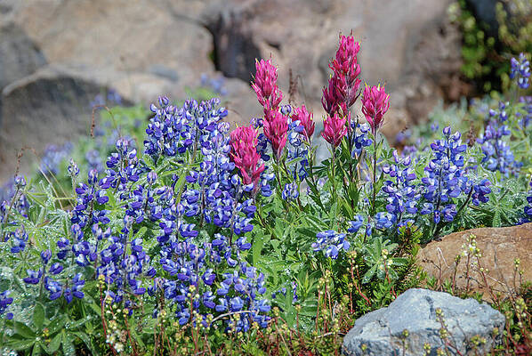 Wall Art featuring the photograph Subalpine Lupine And Magenta Paintbrush by Nancy Gleason