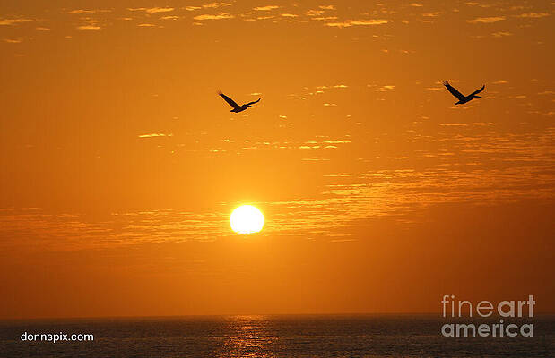 Sublime Orange Sunset with Birds Wall Art