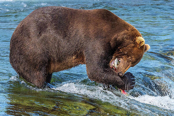 Brown Bear Catching a Fish Wall Art