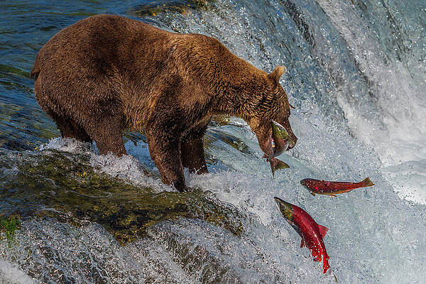 Bear Catching Salmon at Waterfall Wall Art