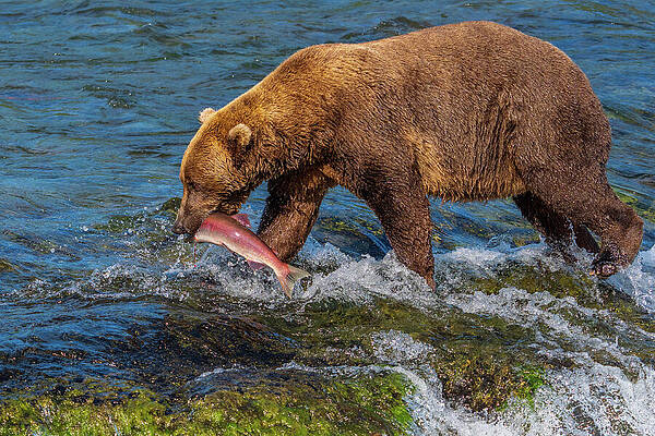 Bear Catches Salmon in River Wall Art