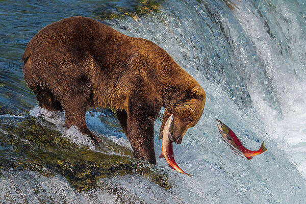 Bear Hunting Salmon at Waterfall Wall Art