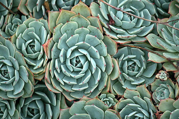 Wall Art featuring the photograph Succulent 2 by Lisa Chorny