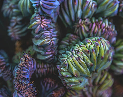 Beautiful Photograph - Succulent Colors Close Up, Arizona by Abbie Warnock