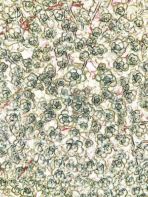 Abstract Photograph - Succulent Garden by Bruce Block