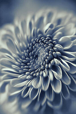 Black And White Wall Art featuring the photograph Succumb by Bill and Linda Tiepelman