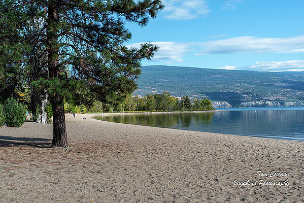 Beach Photograph - Beach With Pine Tree by Tom Cochran