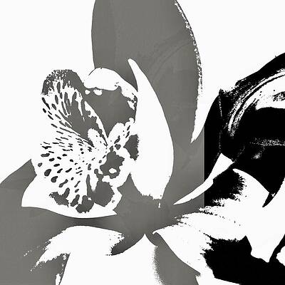 Abstract Digital Art - Suki by Canessa Thomas