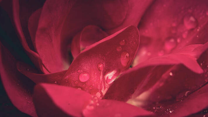 Wall Art featuring the photograph Sultry Red Rose Closeup by Jason Fink