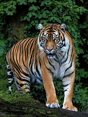 Beautiful Photograph - Sumatran by Gina Fitzhugh