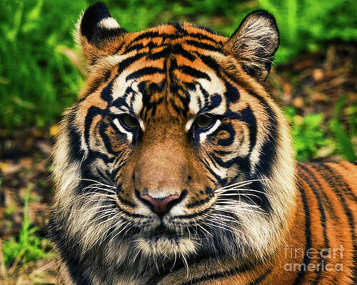 Wall Art featuring the photograph Sumatran Tiger Up Close And Personal by Abigail Diane Photography