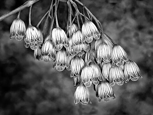 Summer Photograph - Summer Bells Flowers BW by Susan Candelario