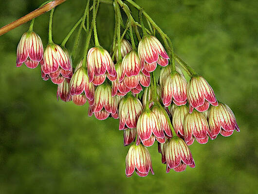 Summer Photograph - Summer Bells Flowers by Susan Candelario