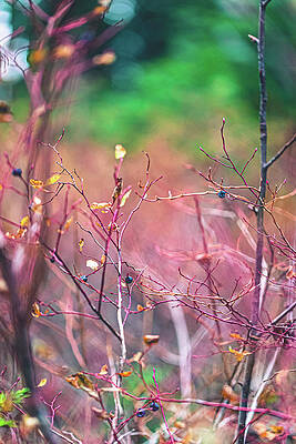 Macro Wall Art featuring the photograph Summer Colors Holding On by Shannon Williams