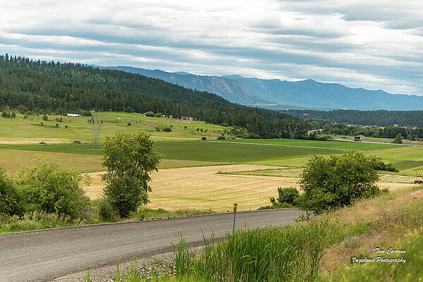 Wall Art featuring the photograph Summer Cutting by Tom Cochran