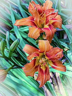 Summer Photograph - Summer Day Lily by William Norton