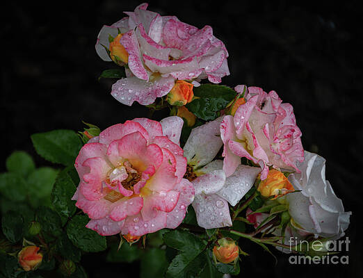 Summer Photograph - Summer Delight by William Norton