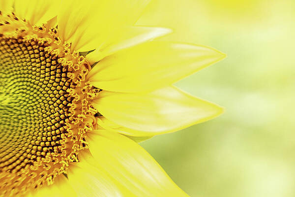 Beautiful Photograph - Summer Fades by Todd Wilkinson