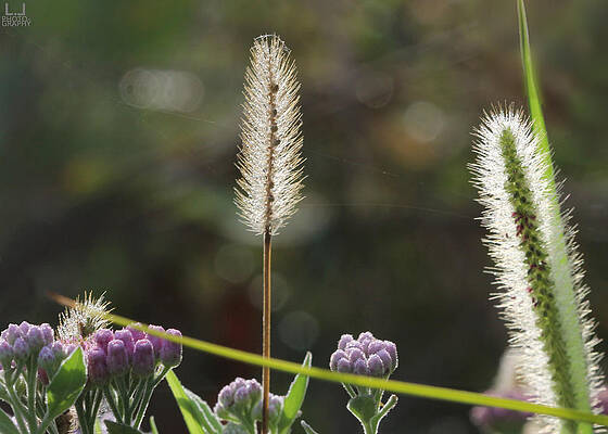 Natural Florida Photograph - Summer Field by Decoris Art