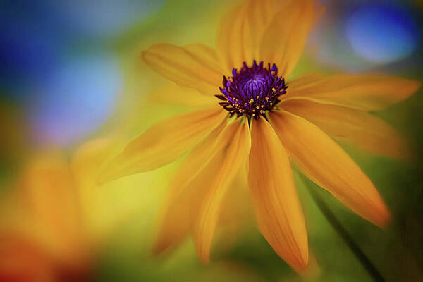 Summer Wall Art featuring the photograph Summer Garden 1 by Ursula Abresch