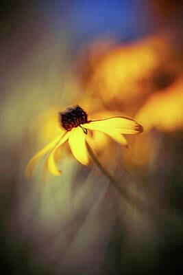 Summer Wall Art featuring the photograph Summer Garden 2 by Ursula Abresch