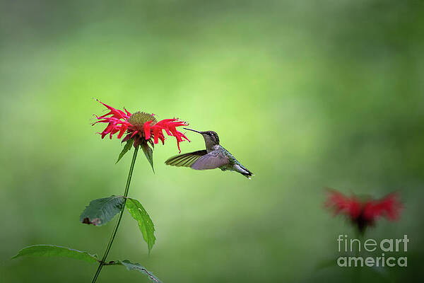 Bird Wall Art featuring the photograph Summer Garden Stills - Ruby Throated Hummingbird by Rehna George