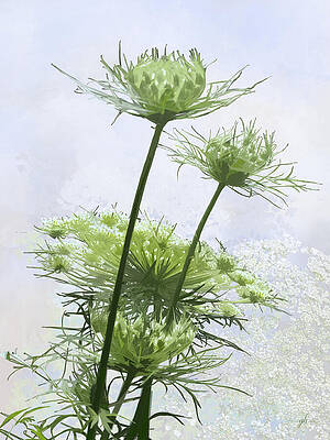 Summer Digital Art - Summer Lace by Gina Harrison