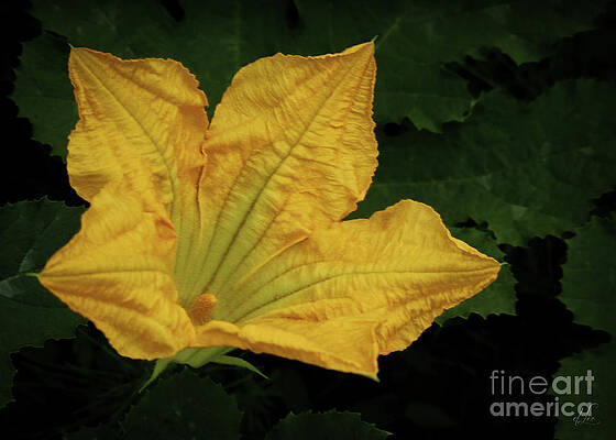 Wall Art featuring the photograph Summer Pumpkin Squash Bloom by D Lee