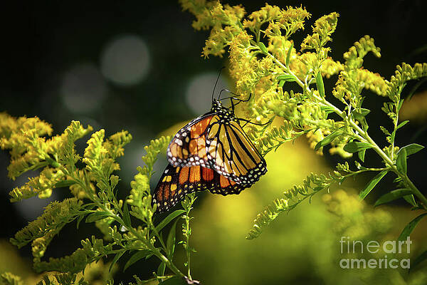 Wall Art featuring the photograph Summer Sojourn by Rehna George