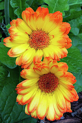 Background Photograph - Summer Sun by Gina Fitzhugh