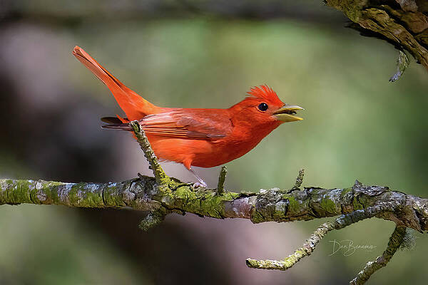 Wildlife Photograph - Summer Tanager #5394 by Dan Beauvais