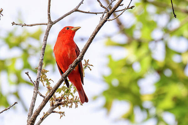 Florida Wall Art featuring the photograph Summer Tanager by Michael Warren