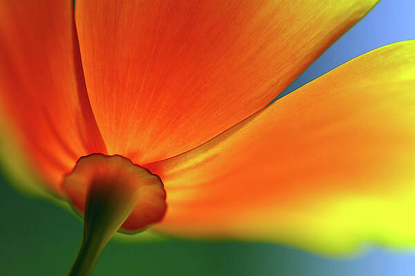 Sky Wall Art featuring the photograph Summer by Ursula Abresch