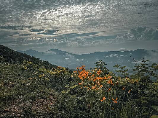 Wall Art featuring the photograph Summer Wildflowers On The Blue Ridge Parkway by Deb Beausoleil