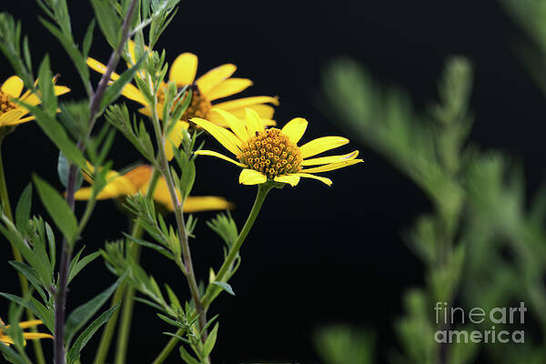 Wall Art featuring the photograph Summer Wildflowers - Ox Eye Sunflower by Rehna George