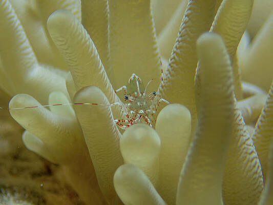 Underwater Wall Art featuring the photograph Sun Anemone Shrimp by Brian Weber