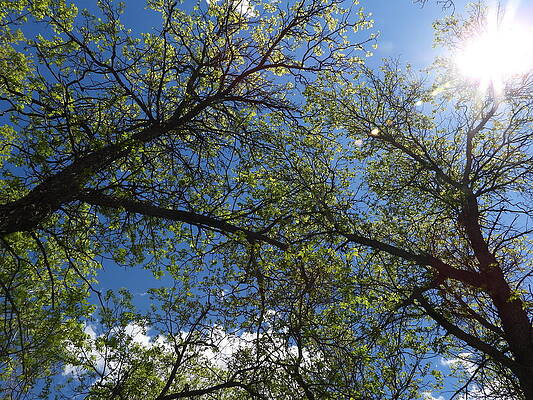 Sky Photograph - Sun Burst Through The Trees by Amanda R Wright